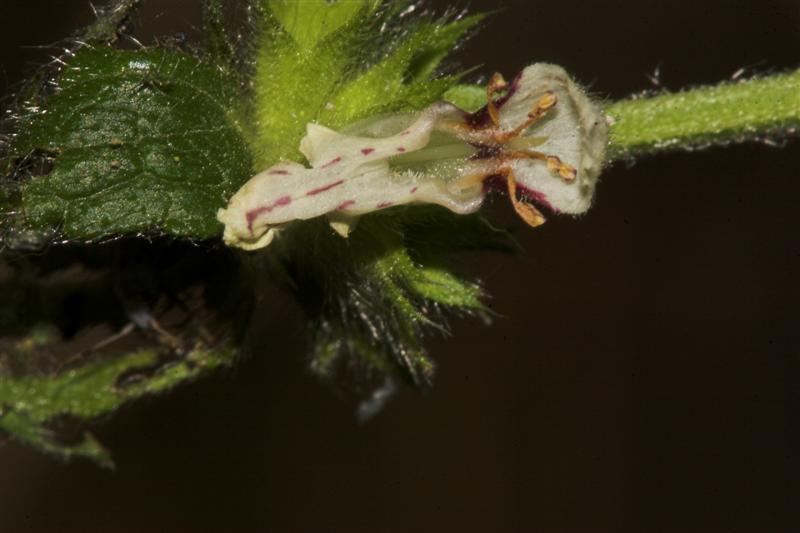 Stachys recta